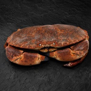 noordzeekrab